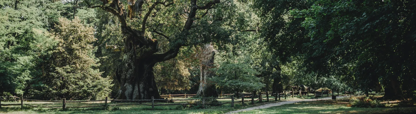 Oak Trees in Rogalin: Lech, Czech and Rus