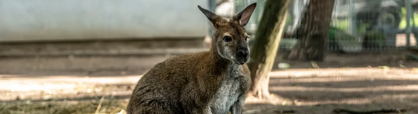 Śremskie Zoo