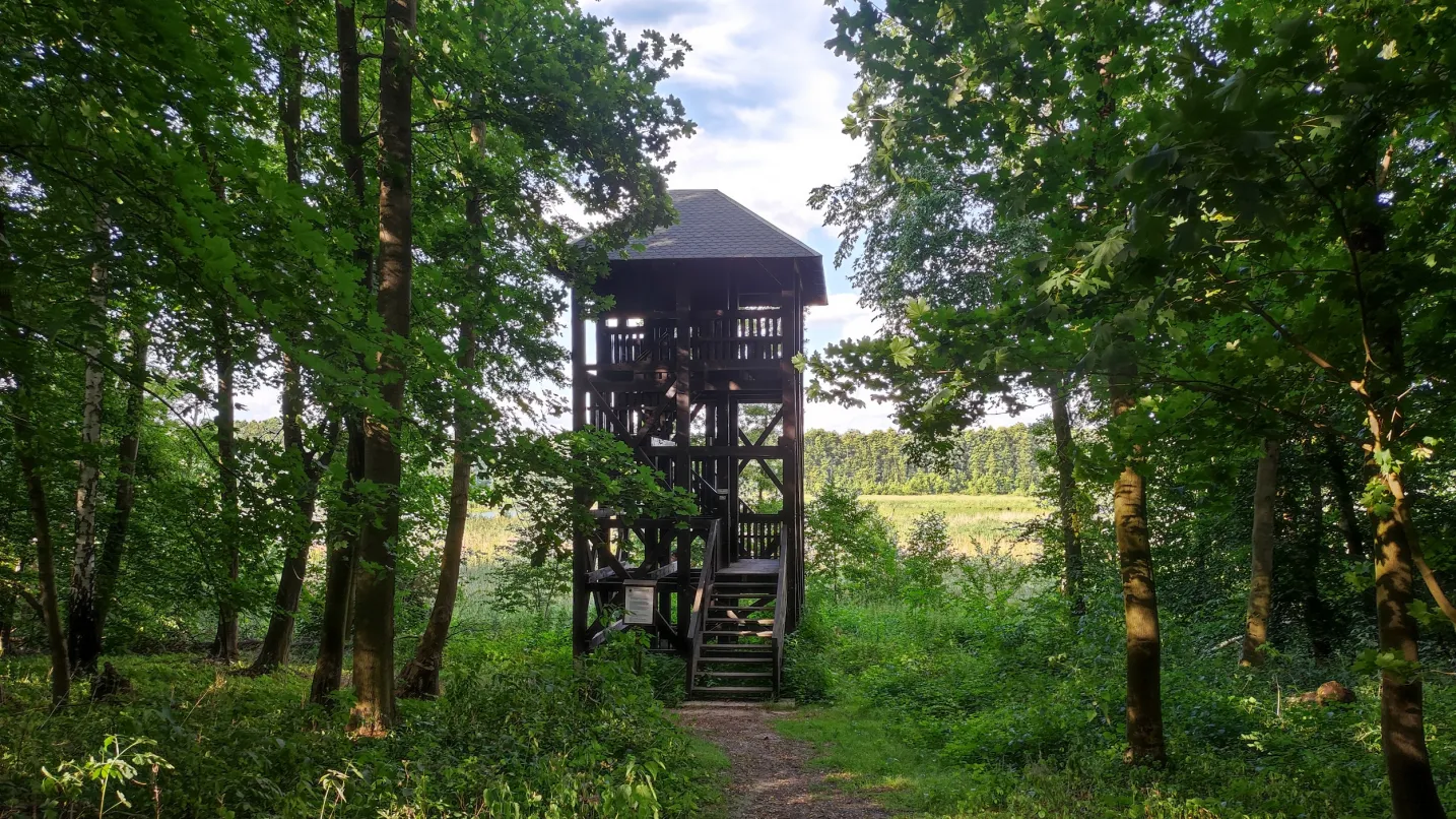 Główny obrazekTrzcielińskie Swamp Birdwatching Tower