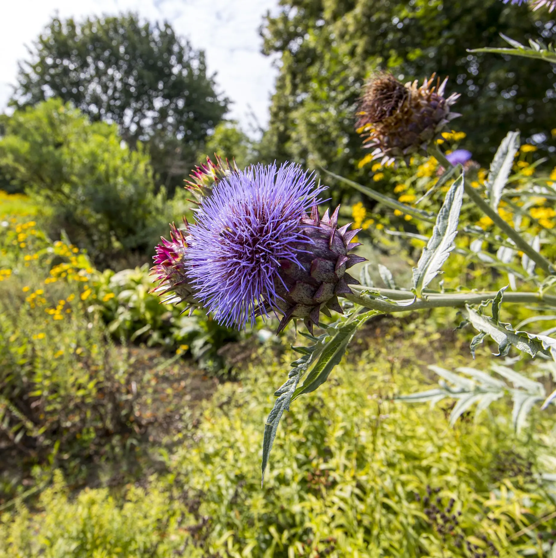 Galeria Botanical Garden, zdjędcie #4