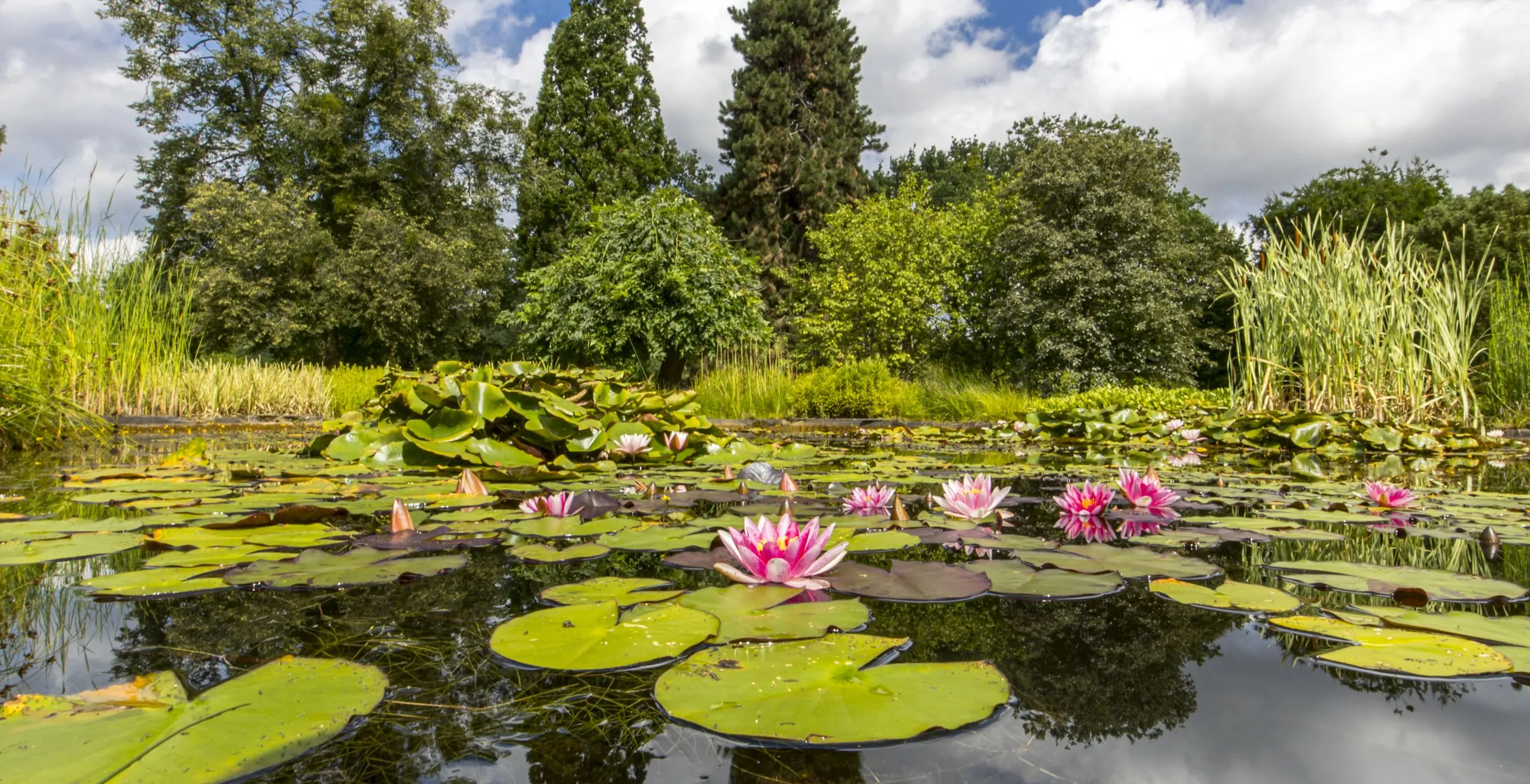 Galeria Botanical Garden, zdjędcie #6