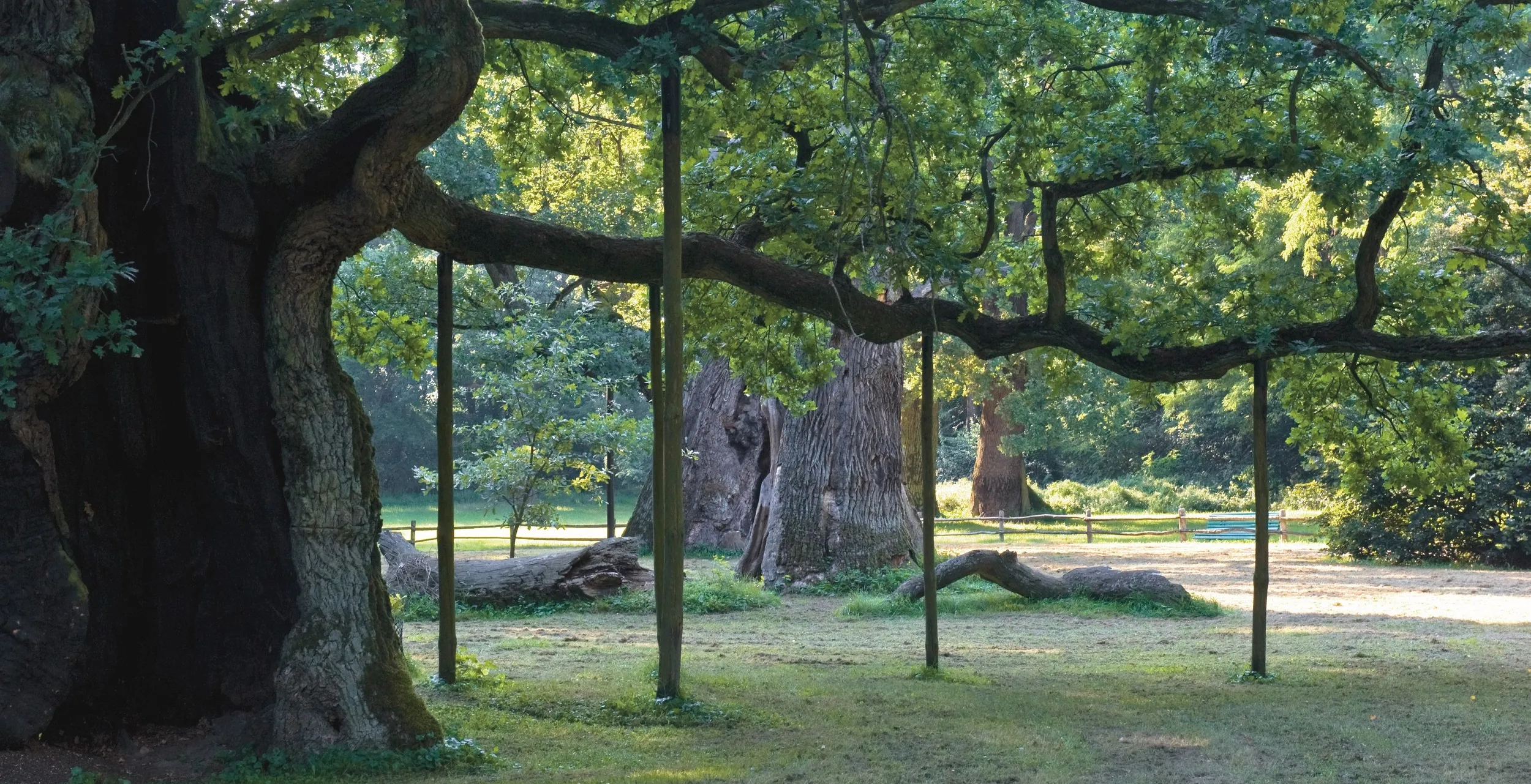 Galeria Oak Trees in Rogalin: Lech, Czech and Rus, zdjędcie #2