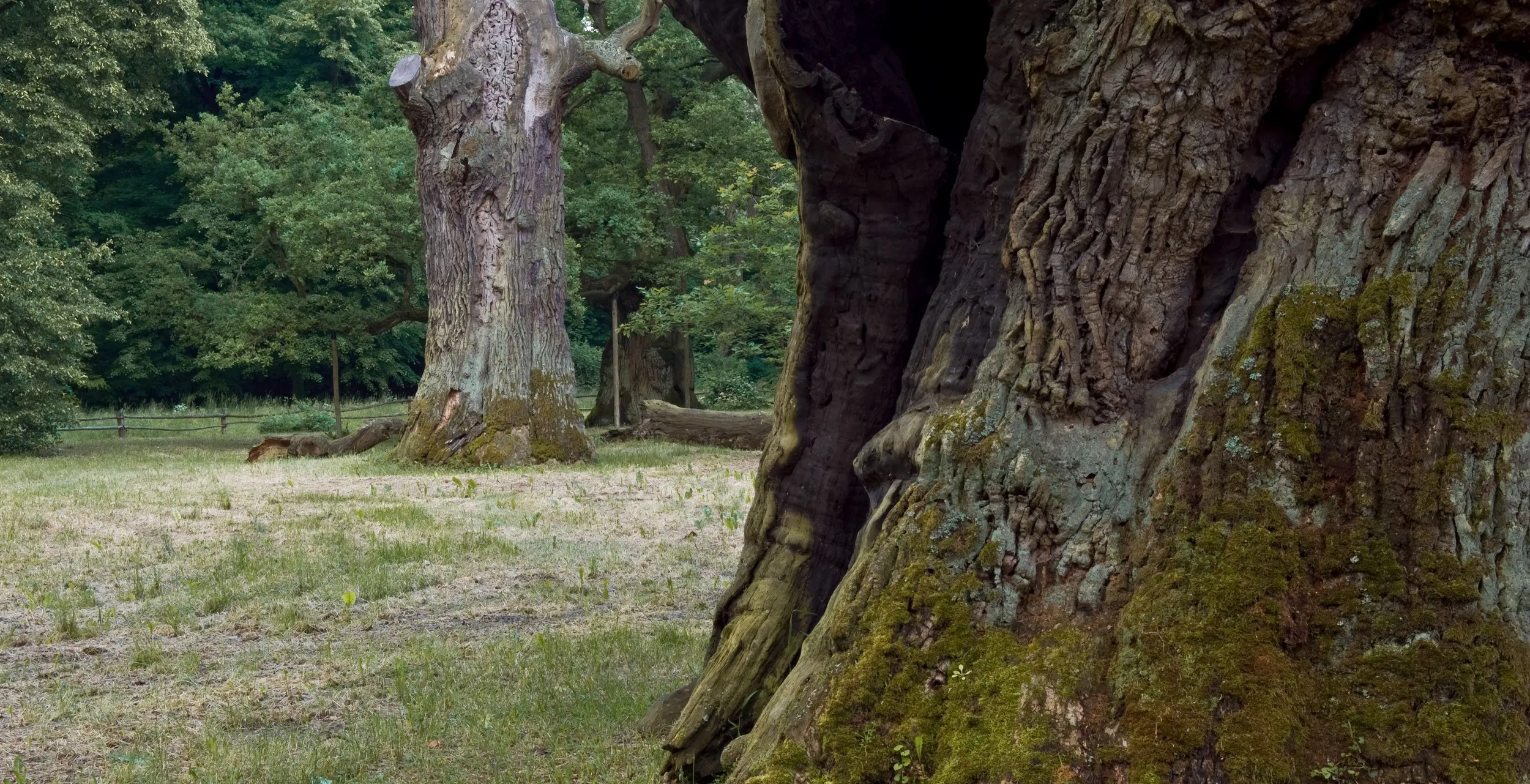 Galeria Oak Trees in Rogalin: Lech, Czech and Rus, zdjędcie #7