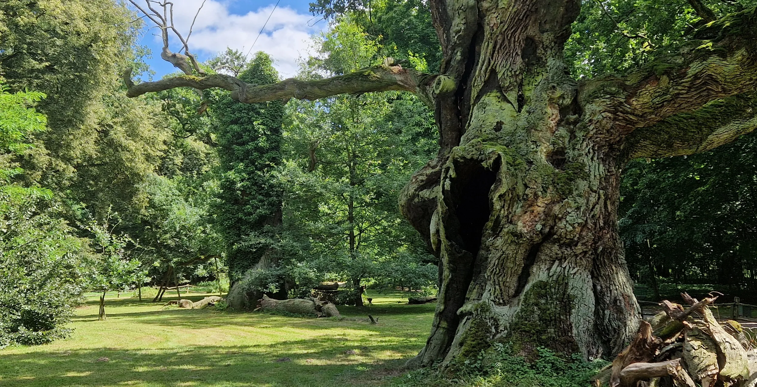 Galeria Oak Trees in Rogalin: Lech, Czech and Rus, zdjędcie #3