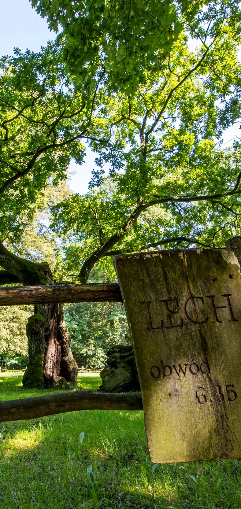 Galeria Oak Trees in Rogalin: Lech, Czech and Rus, zdjędcie #8