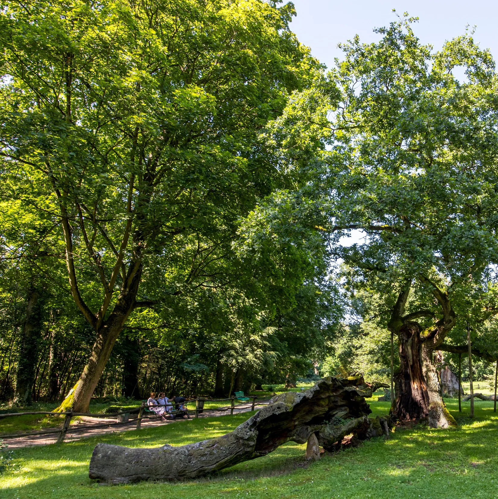 Galeria Oak Trees in Rogalin: Lech, Czech and Rus, zdjędcie #4