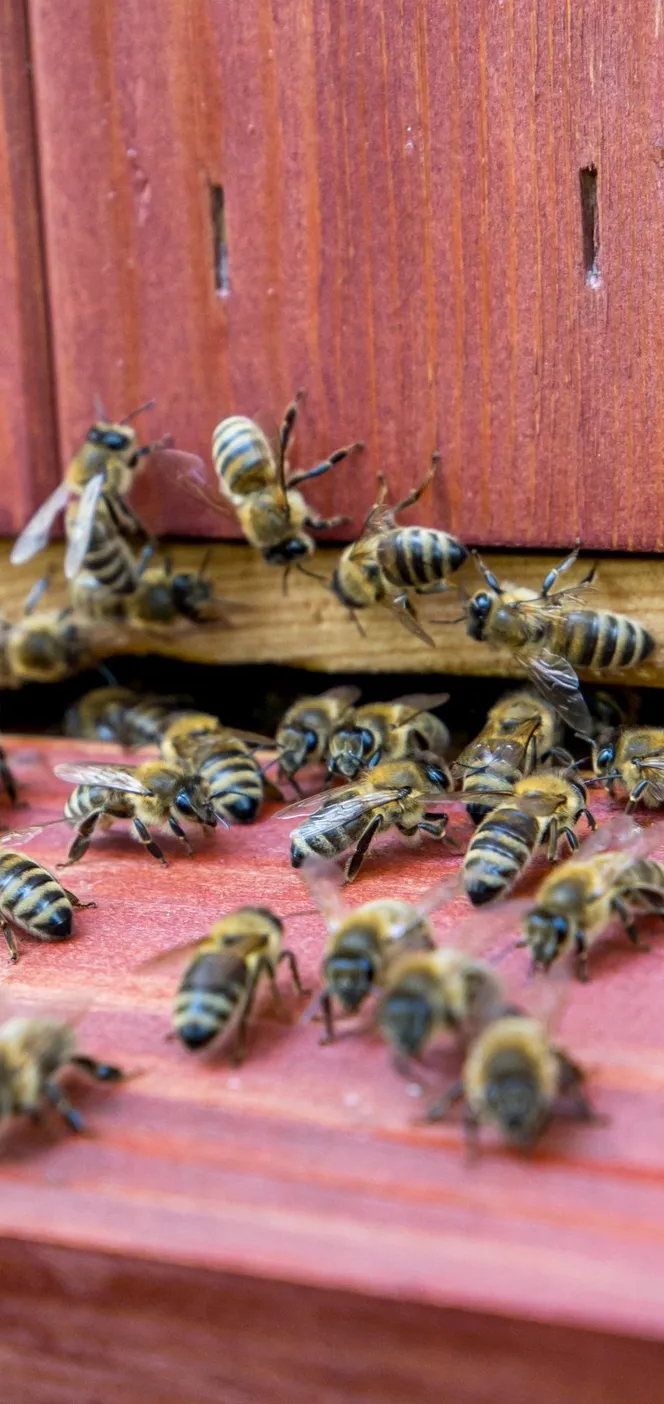 Galeria Beekeeping Museum in Swarzędz, zdjędcie #5